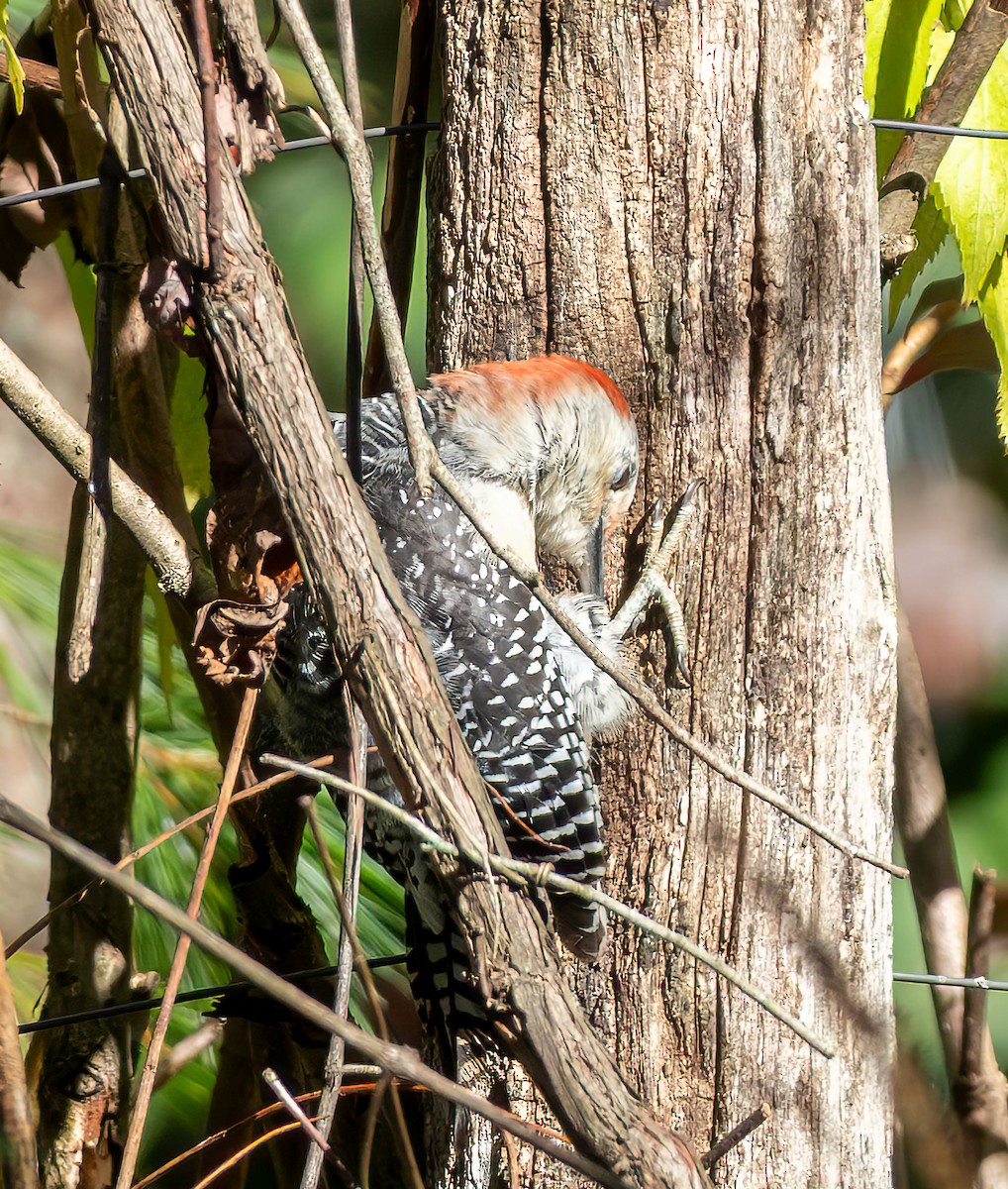 Red-bellied Woodpecker - ML644671672