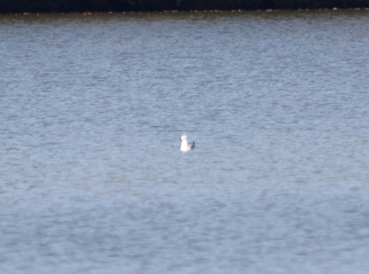 Bonaparte's Gull - ML644671673