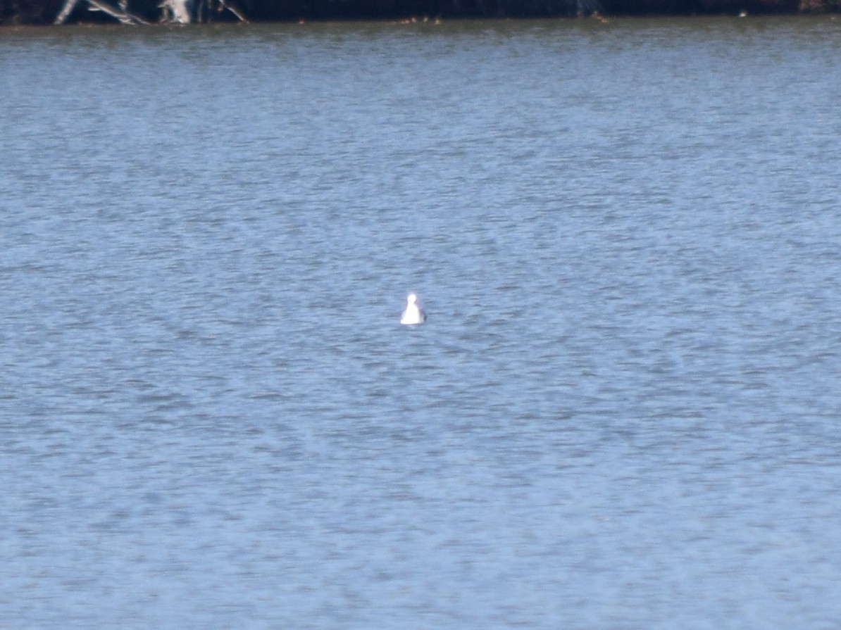 Bonaparte's Gull - ML644671674