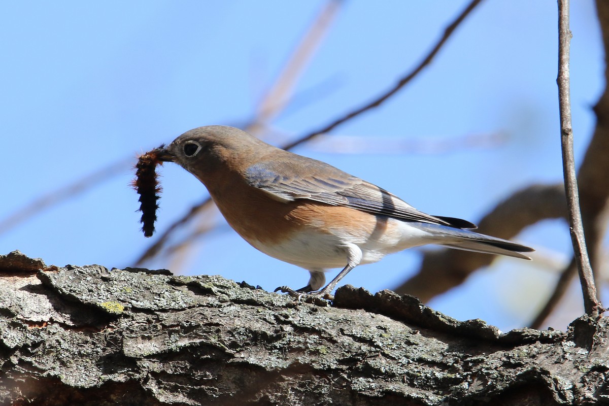 Eastern Bluebird - ML644671675