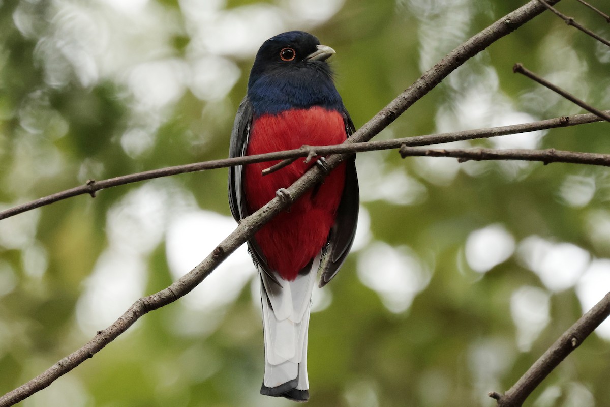 Surucua Trogon - ML644671676