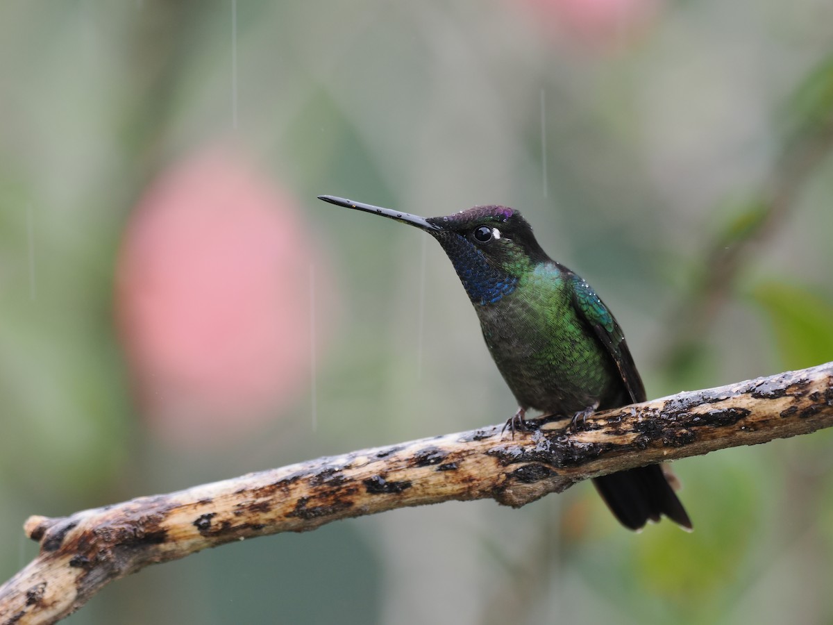 Talamanca Hummingbird - ML644671678