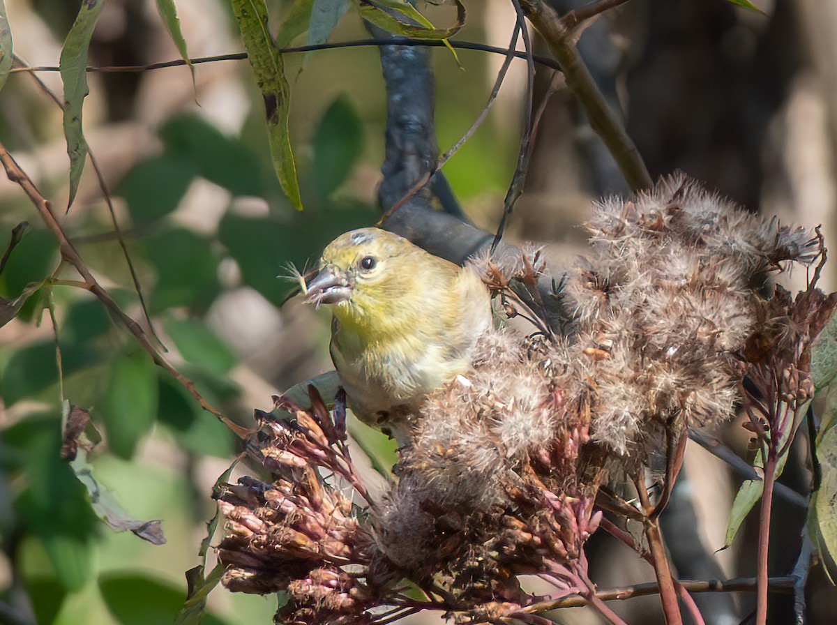 American Goldfinch - ML644671679