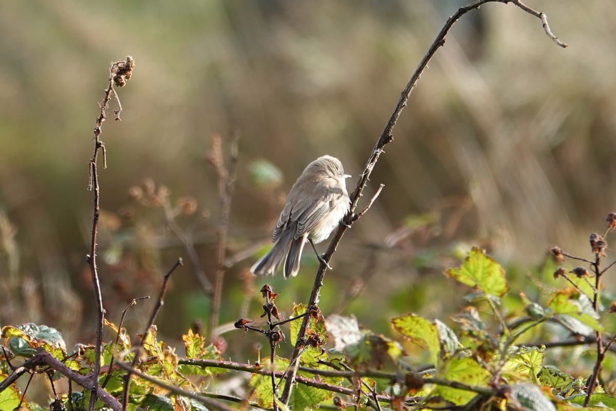 白喉林鶯 - ML644671681