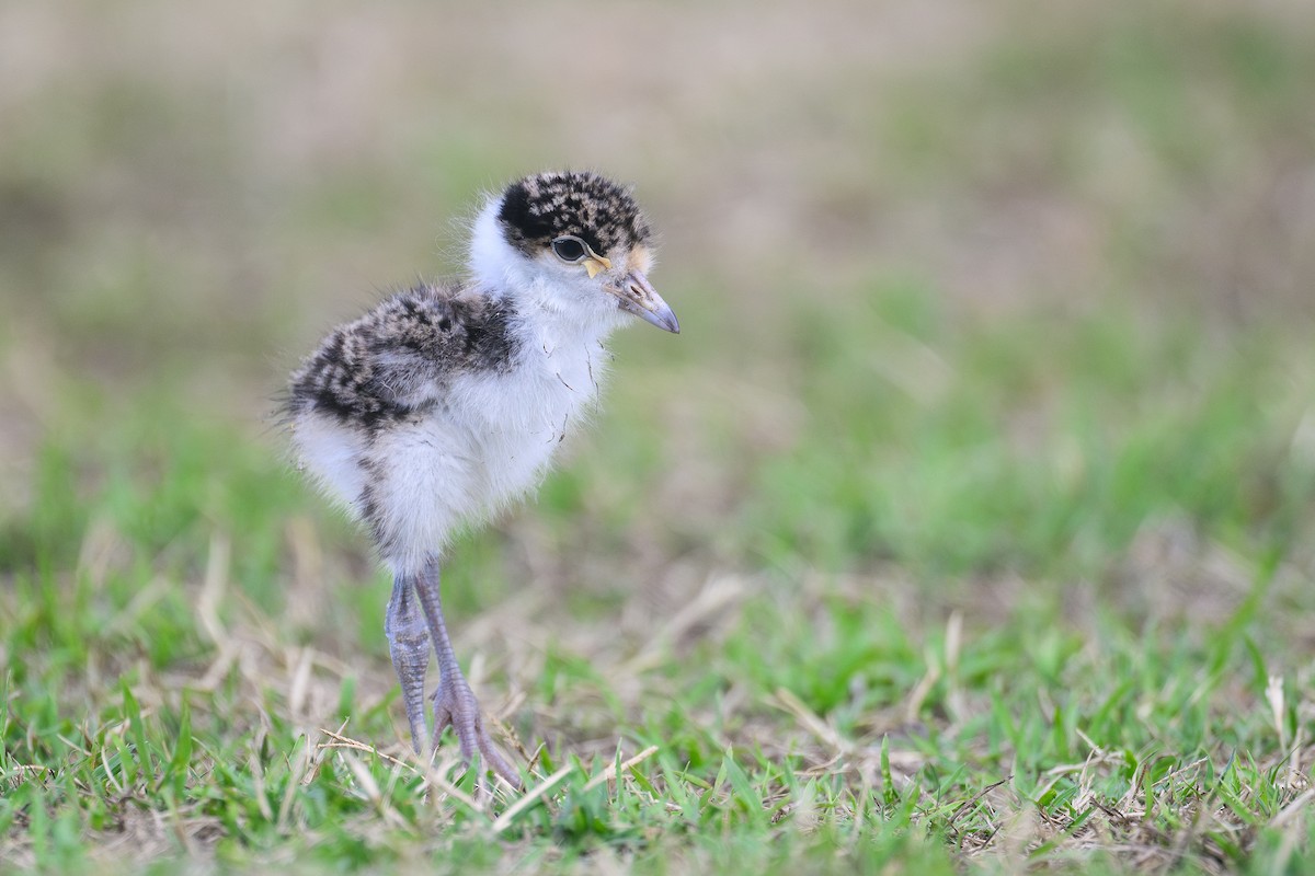 Hegabera maskaraduna - ML644671682