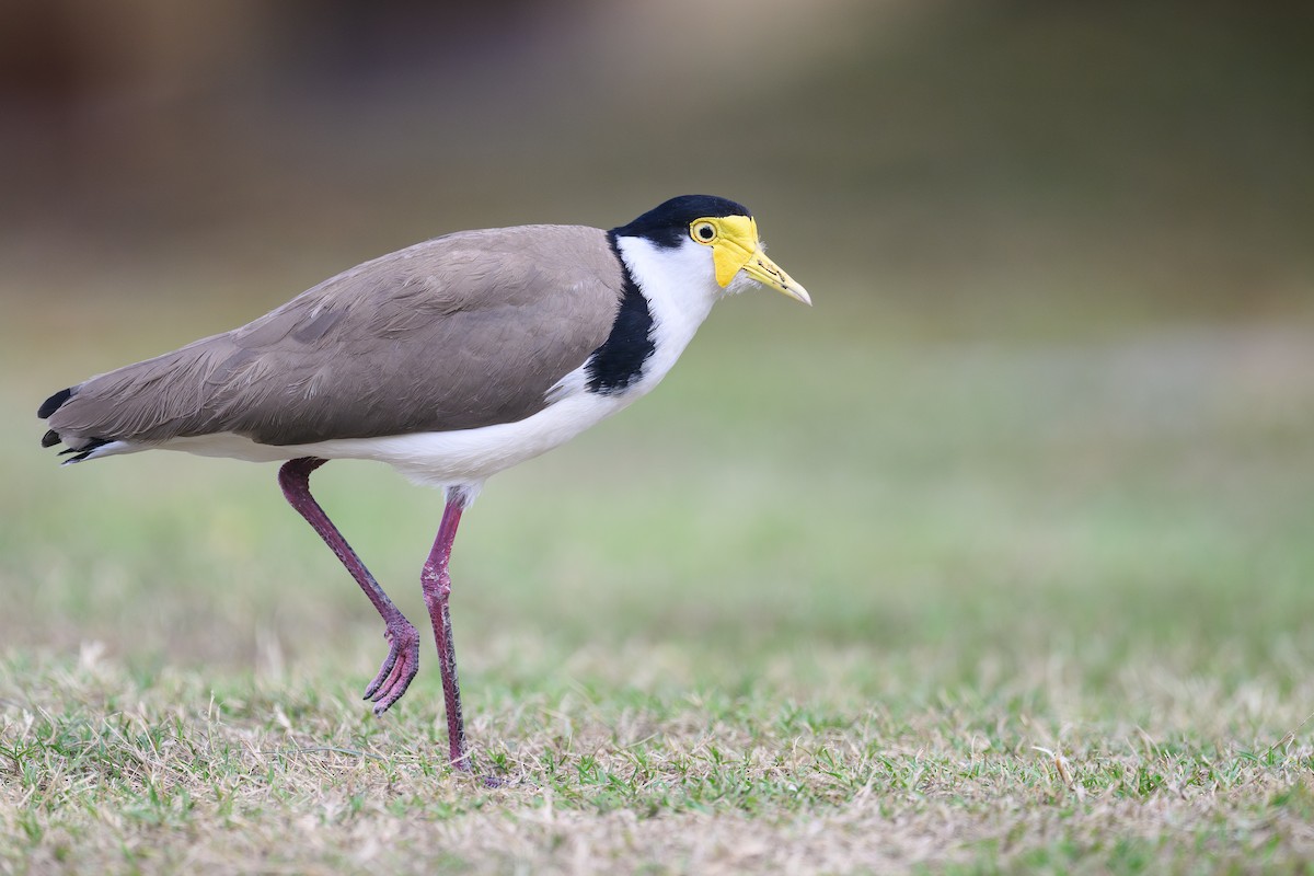 Hegabera maskaraduna - ML644671683