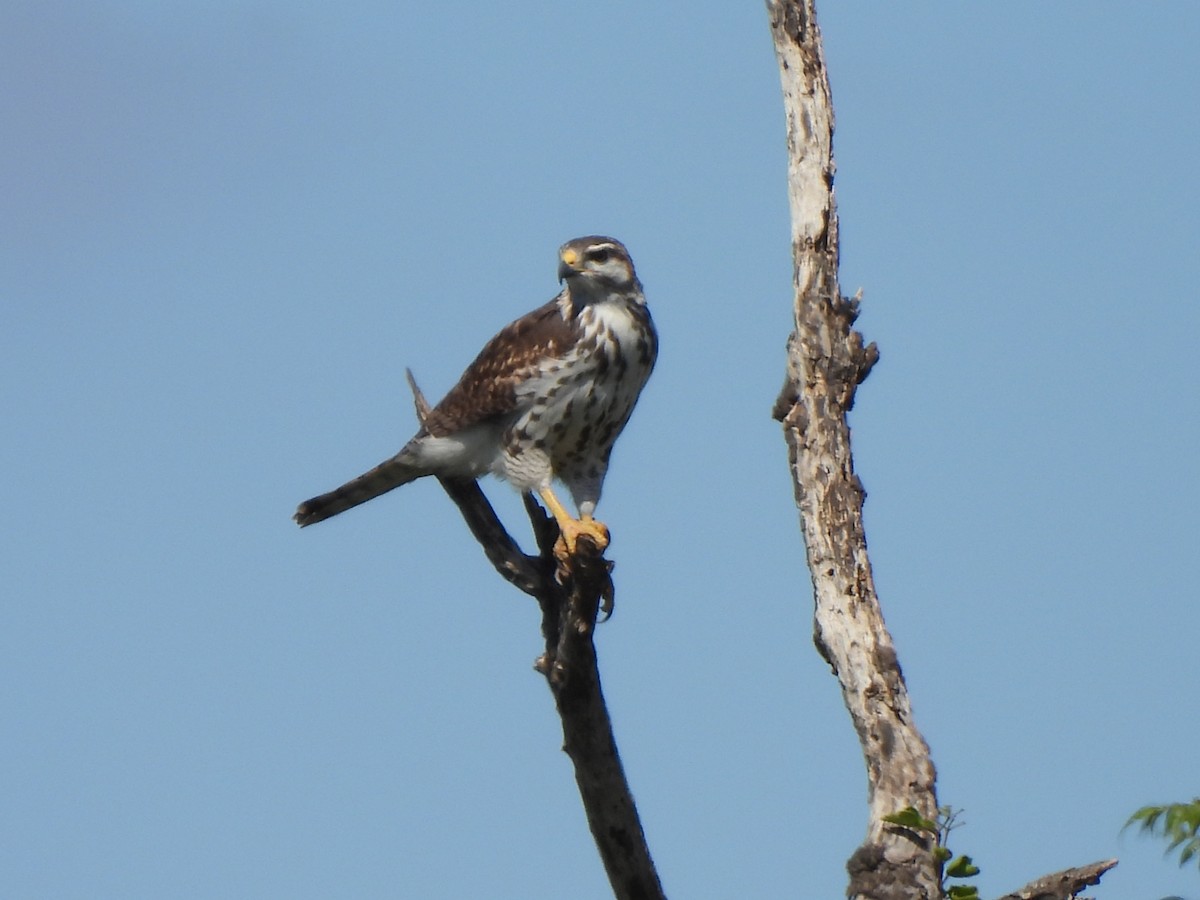 Gray Hawk - ML644671684