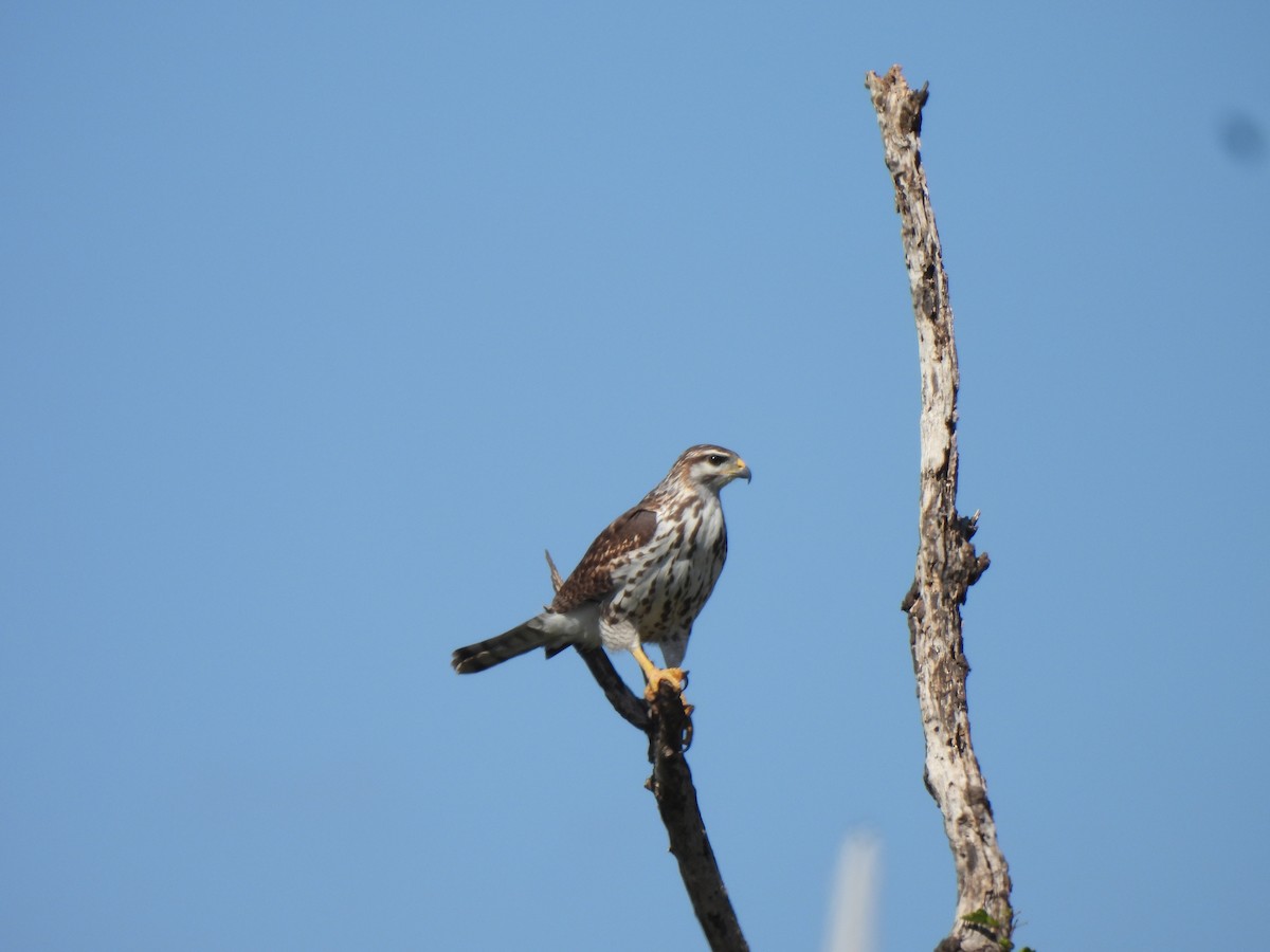 Gray Hawk - ML644671685