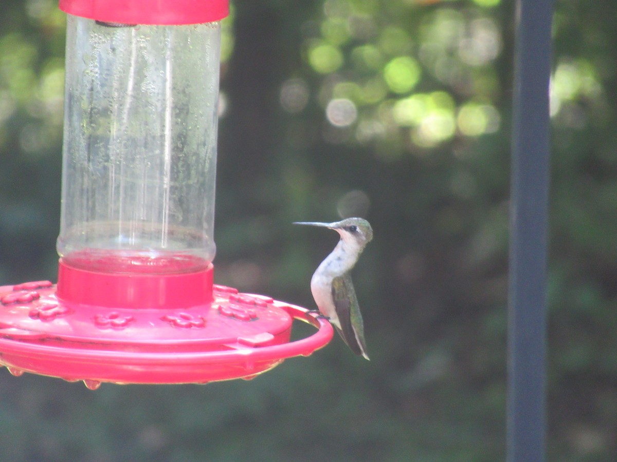 kalypta rubínohrdlá - ML644671693