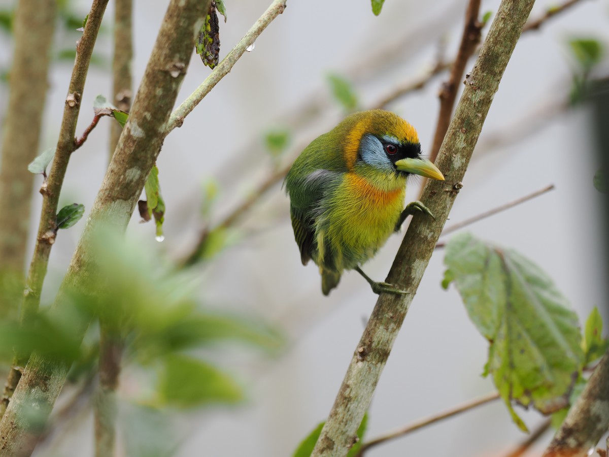 Andenbartvogel - ML644671695