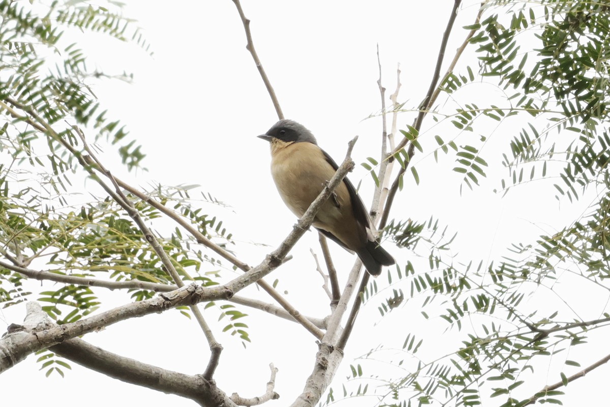 アオボウシフウキンチョウ - ML644671701