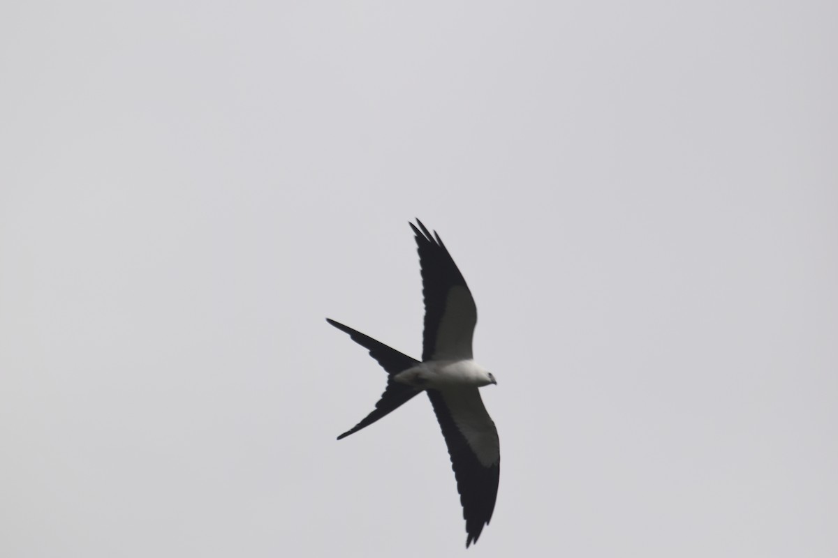 Schwalbenweih - ML644671702