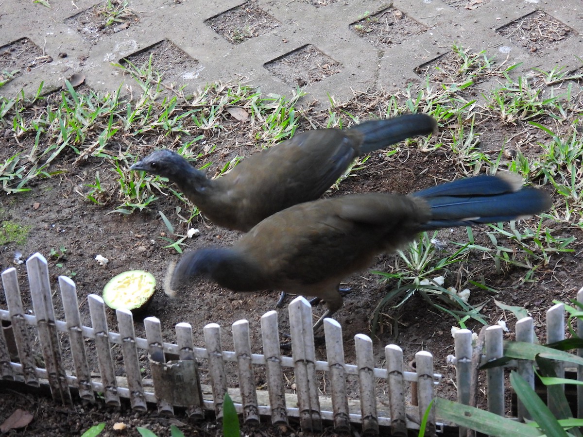 Plain Chachalaca - ML644671705