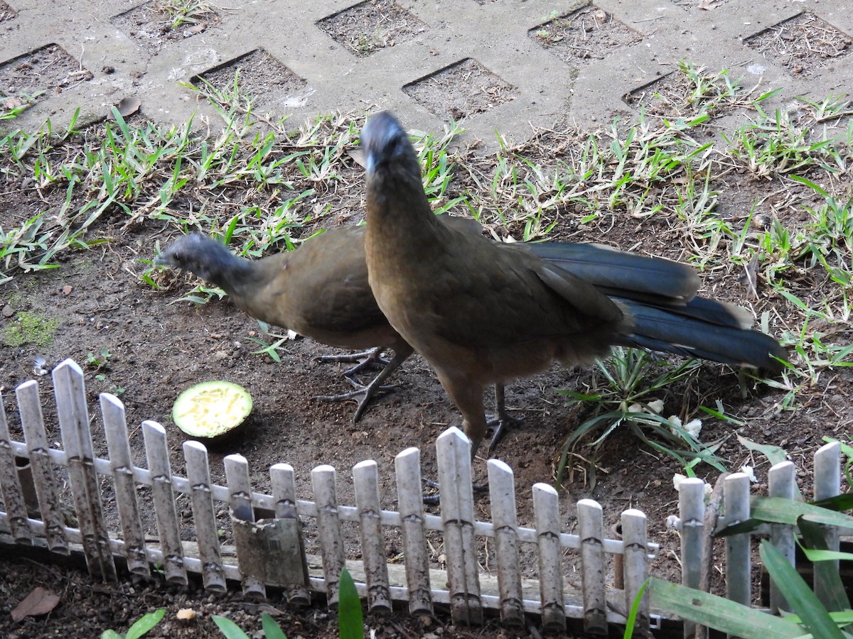 Plain Chachalaca - ML644671706