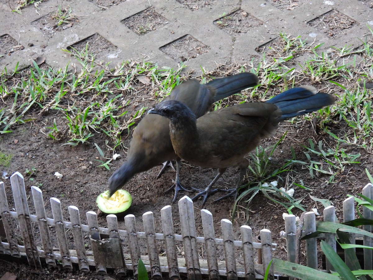 Plain Chachalaca - ML644671708