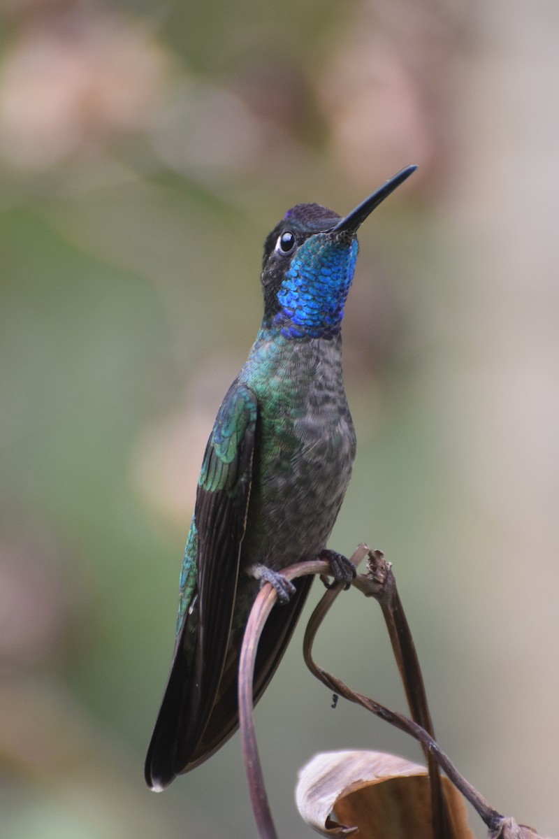 Glitzerbrillantkolibri - ML644671717