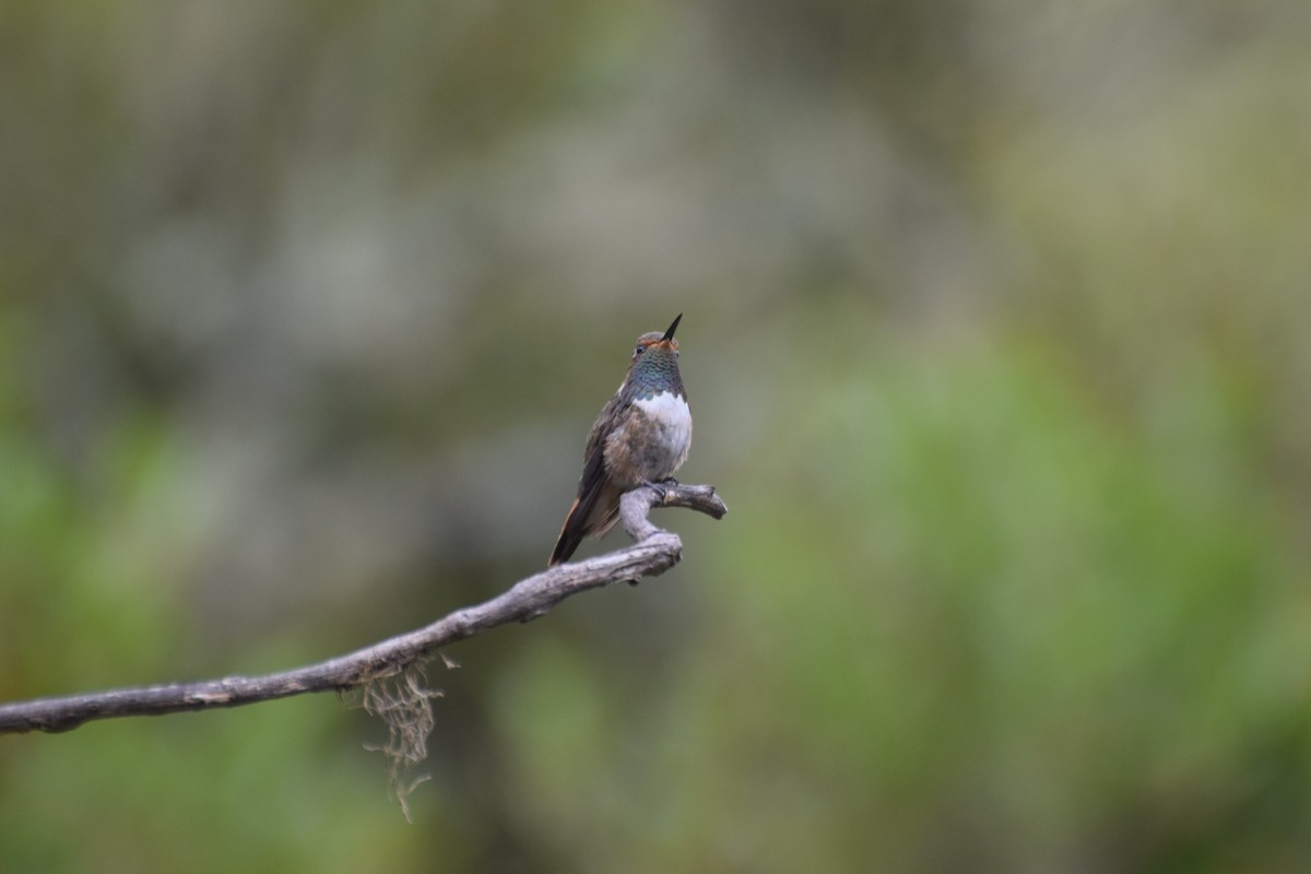 Vulkanelfe - ML644671731