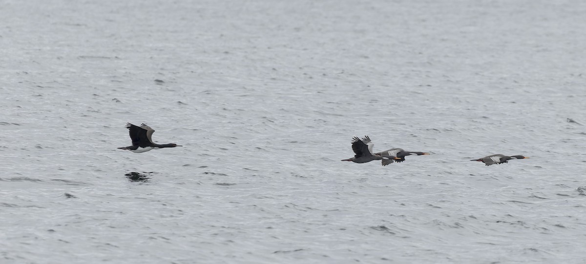 Cormoran de Bougainville - ML644671744