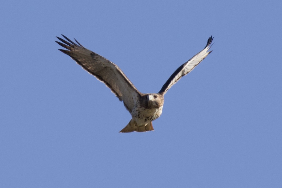 Buse à queue rousse - ML644671751