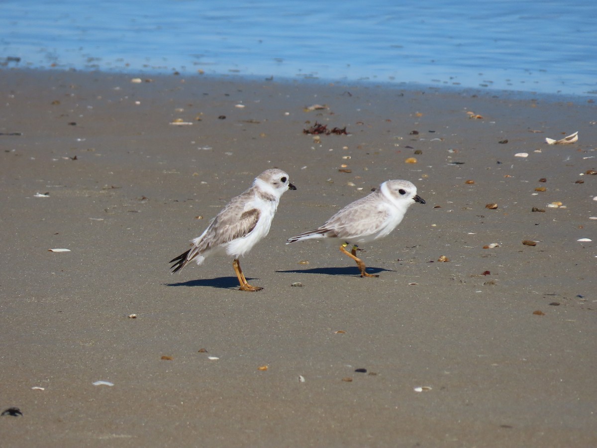 Pluvier siffleur - ML644671754