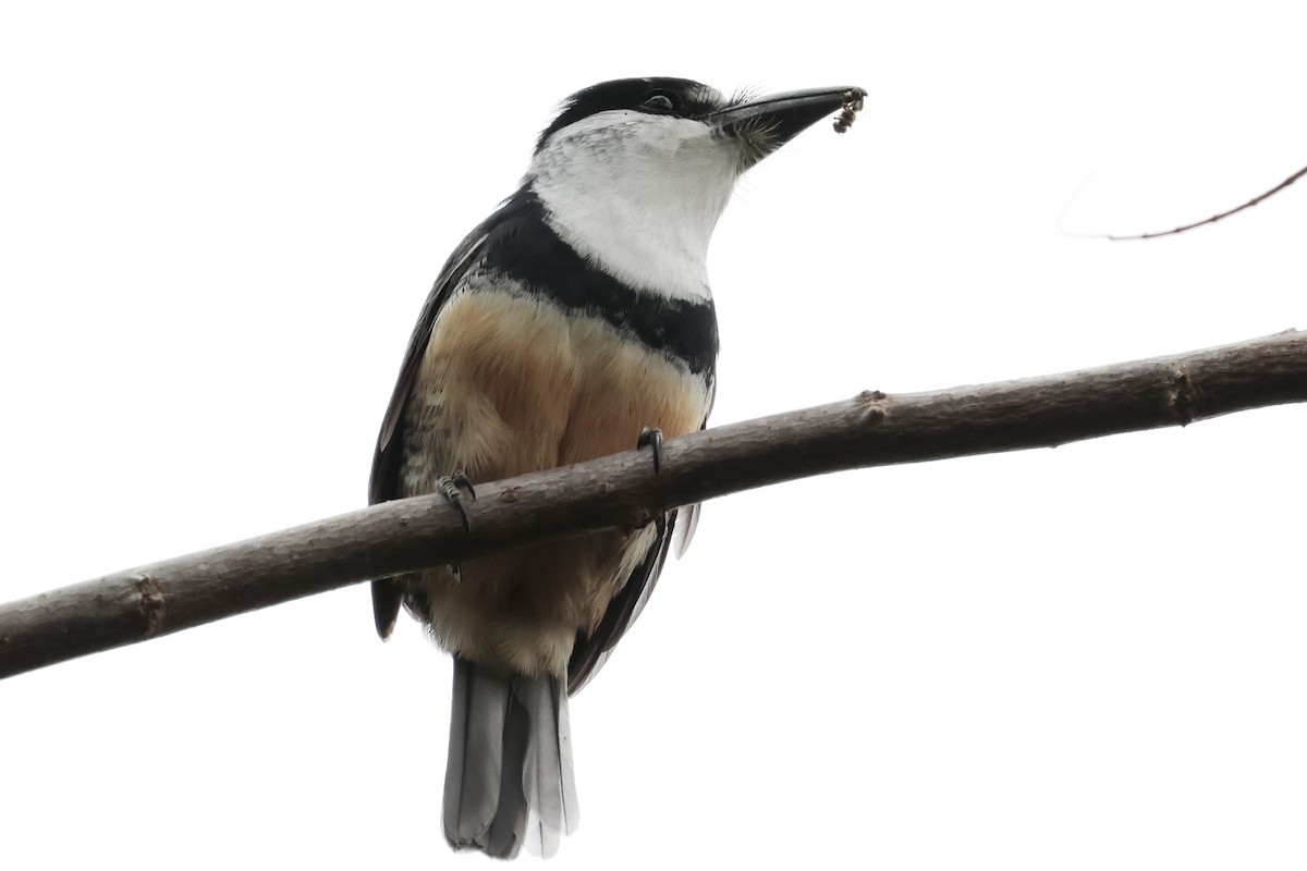 Tamatia de Swainson - ML644671755