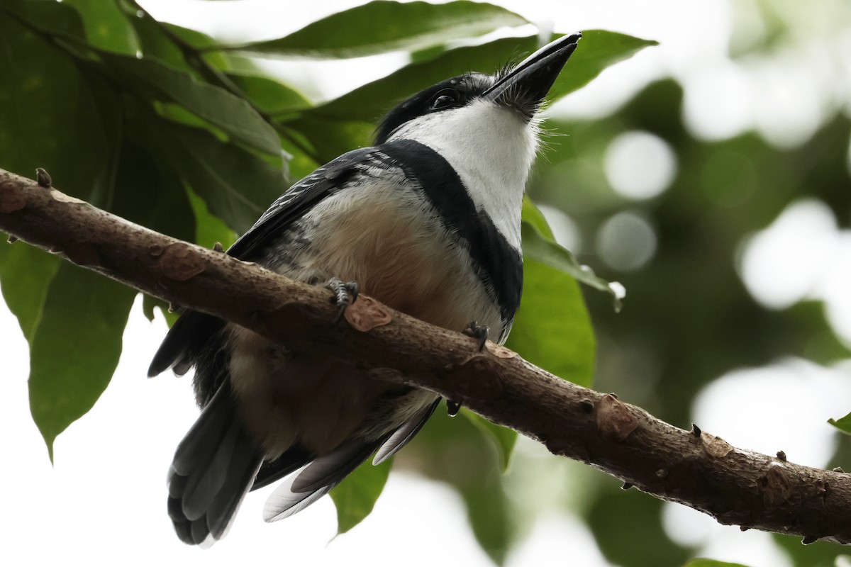 Tamatia de Swainson - ML644671756