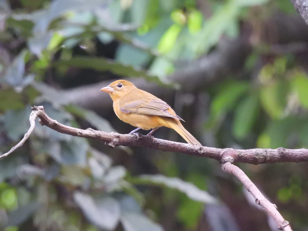 Piranga vermillon - ML644671757