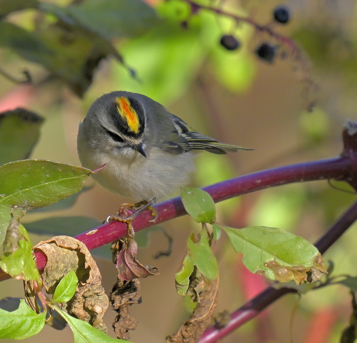 Roitelet à couronne dorée - ML644671759