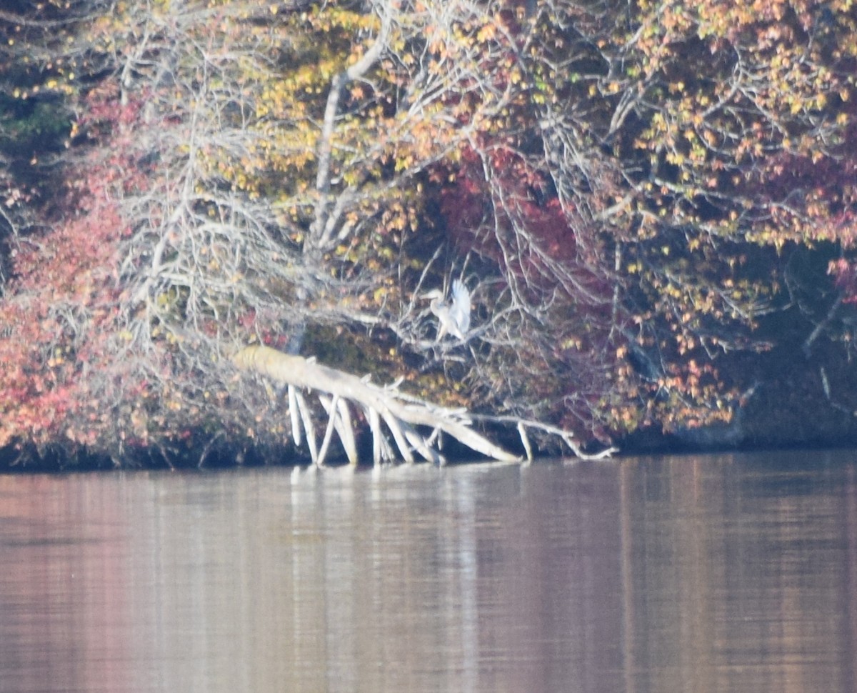 Grand Héron - ML644671762