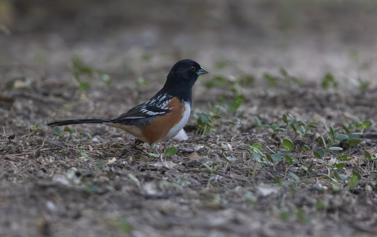 Tohi tacheté - ML644671763