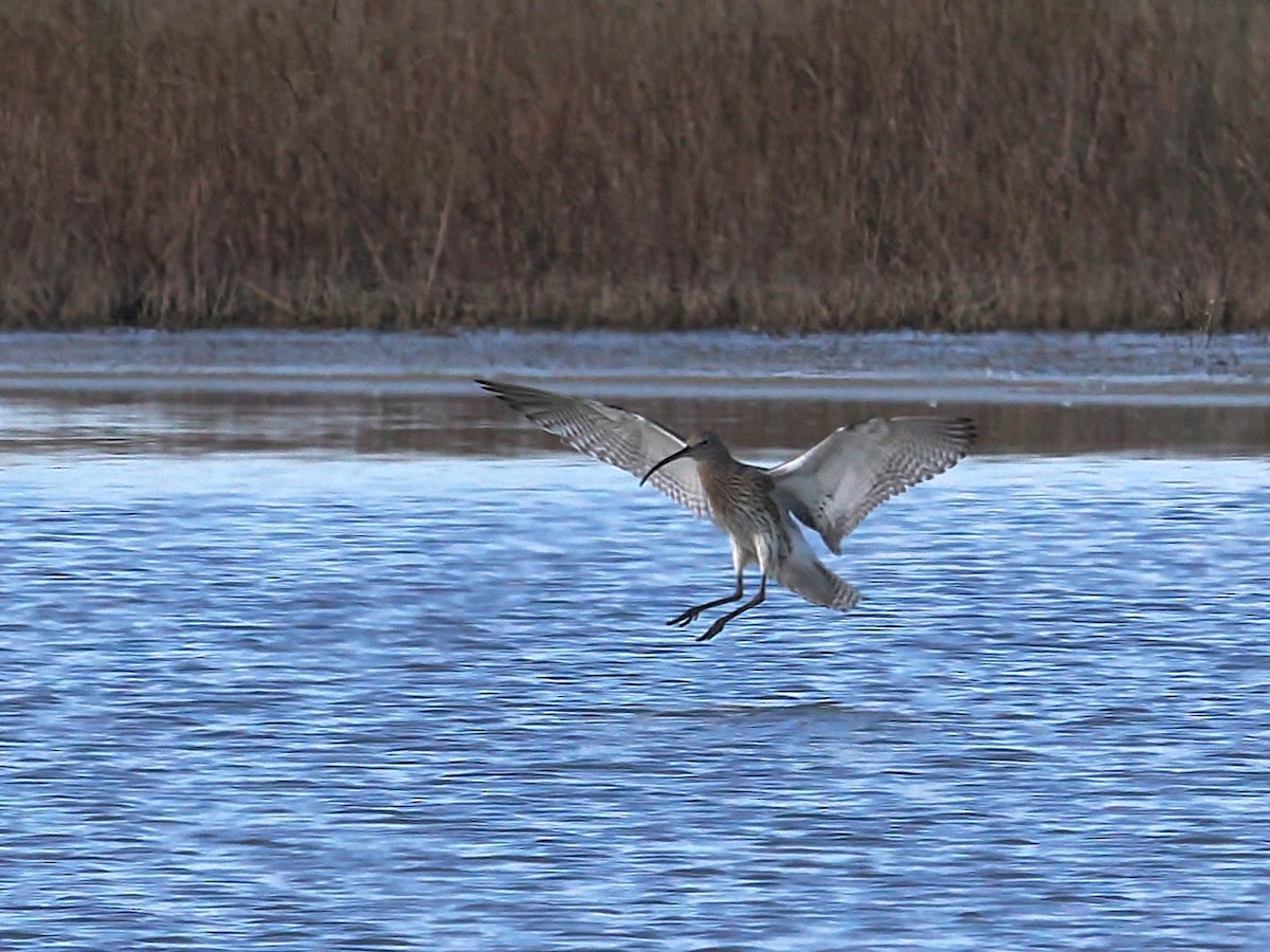 Courlis cendré - ML644671765