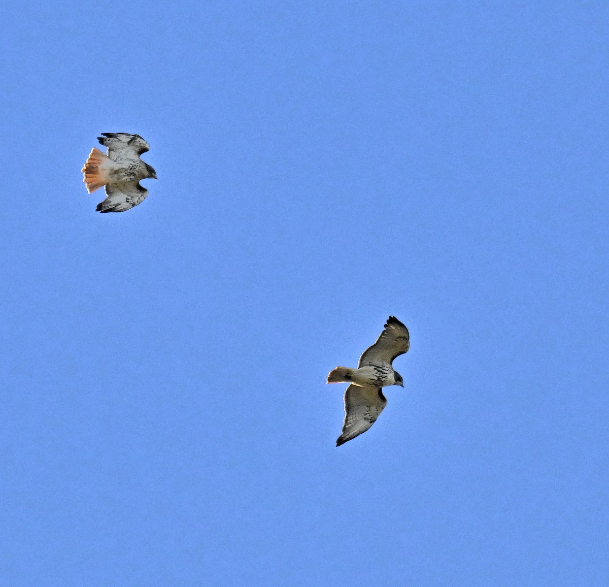 Buse à queue rousse - ML644671770