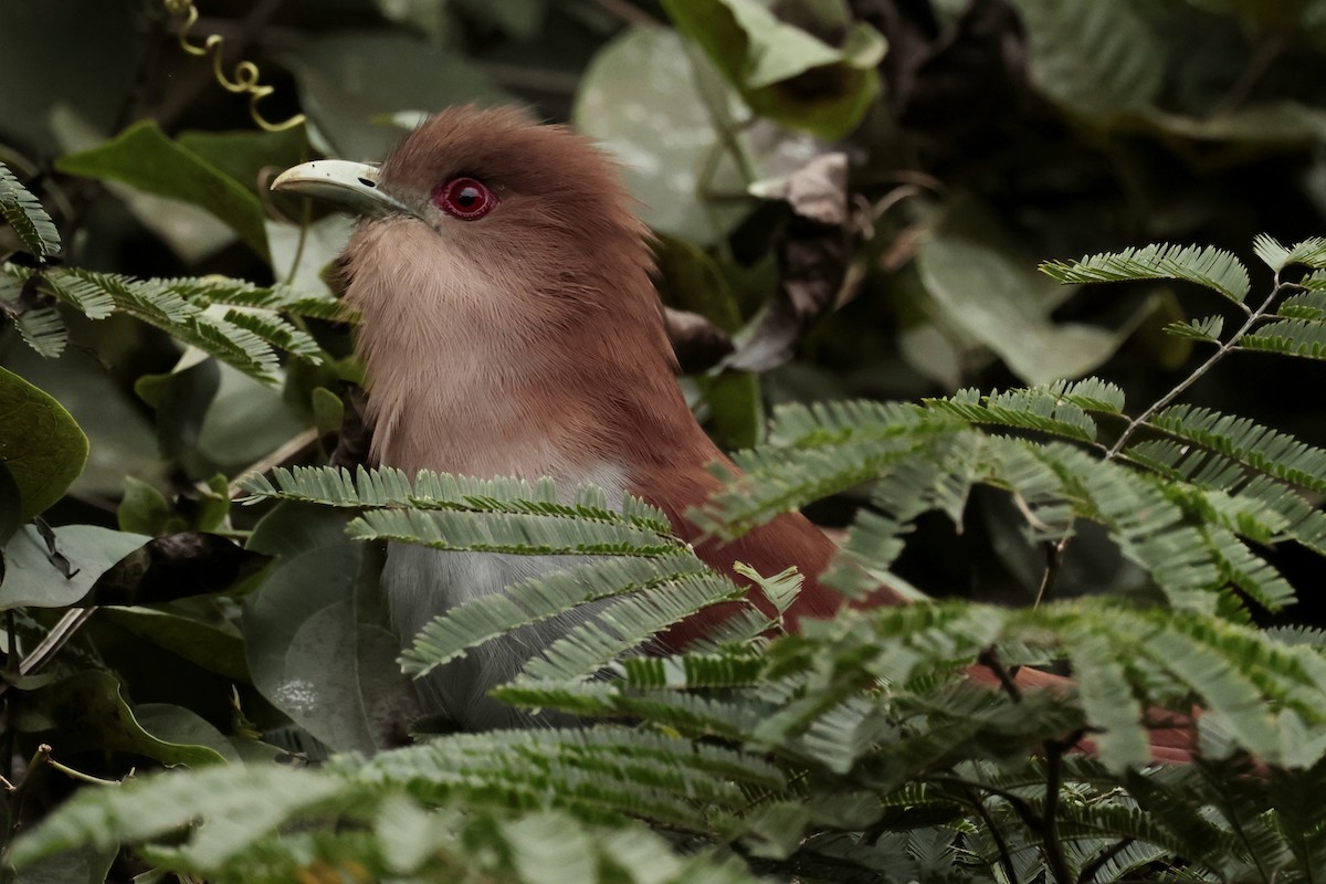 Piaye écureuil - ML644671772