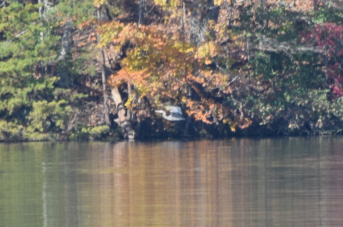 Grand Héron - ML644671773