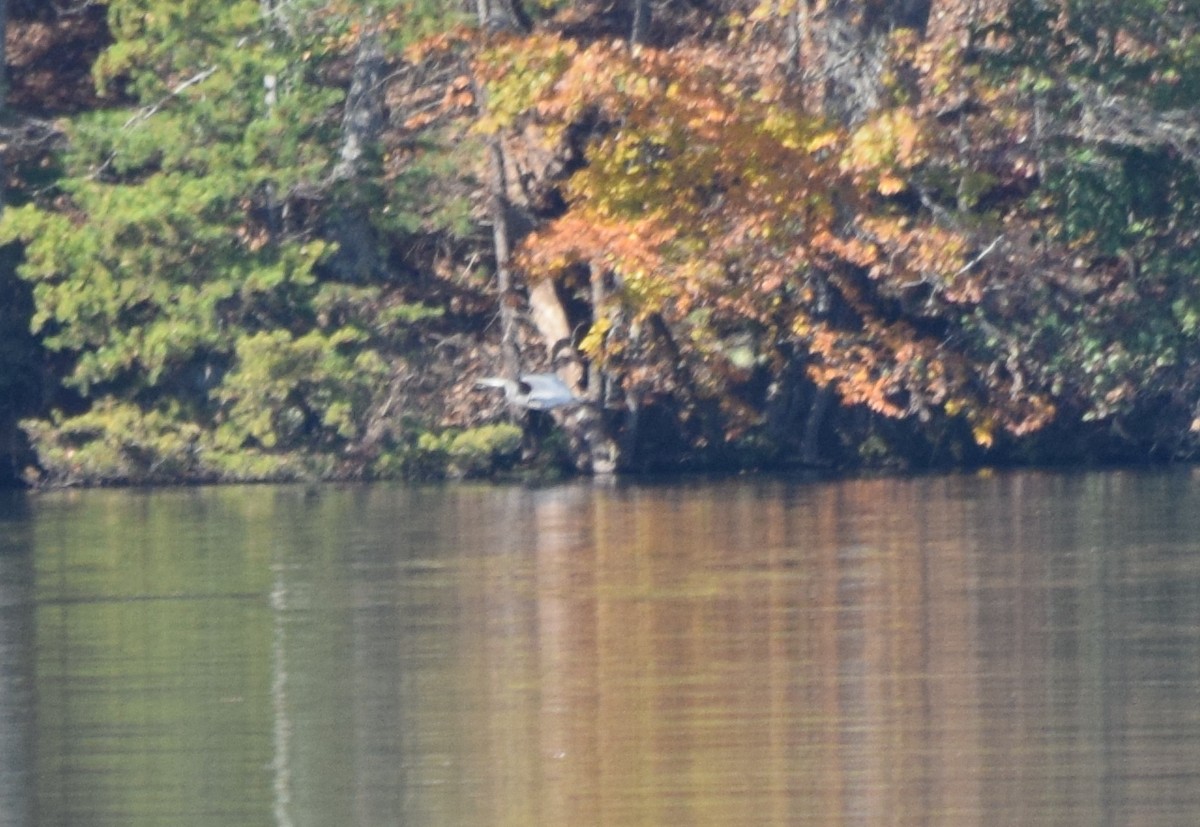 Grand Héron - ML644671774