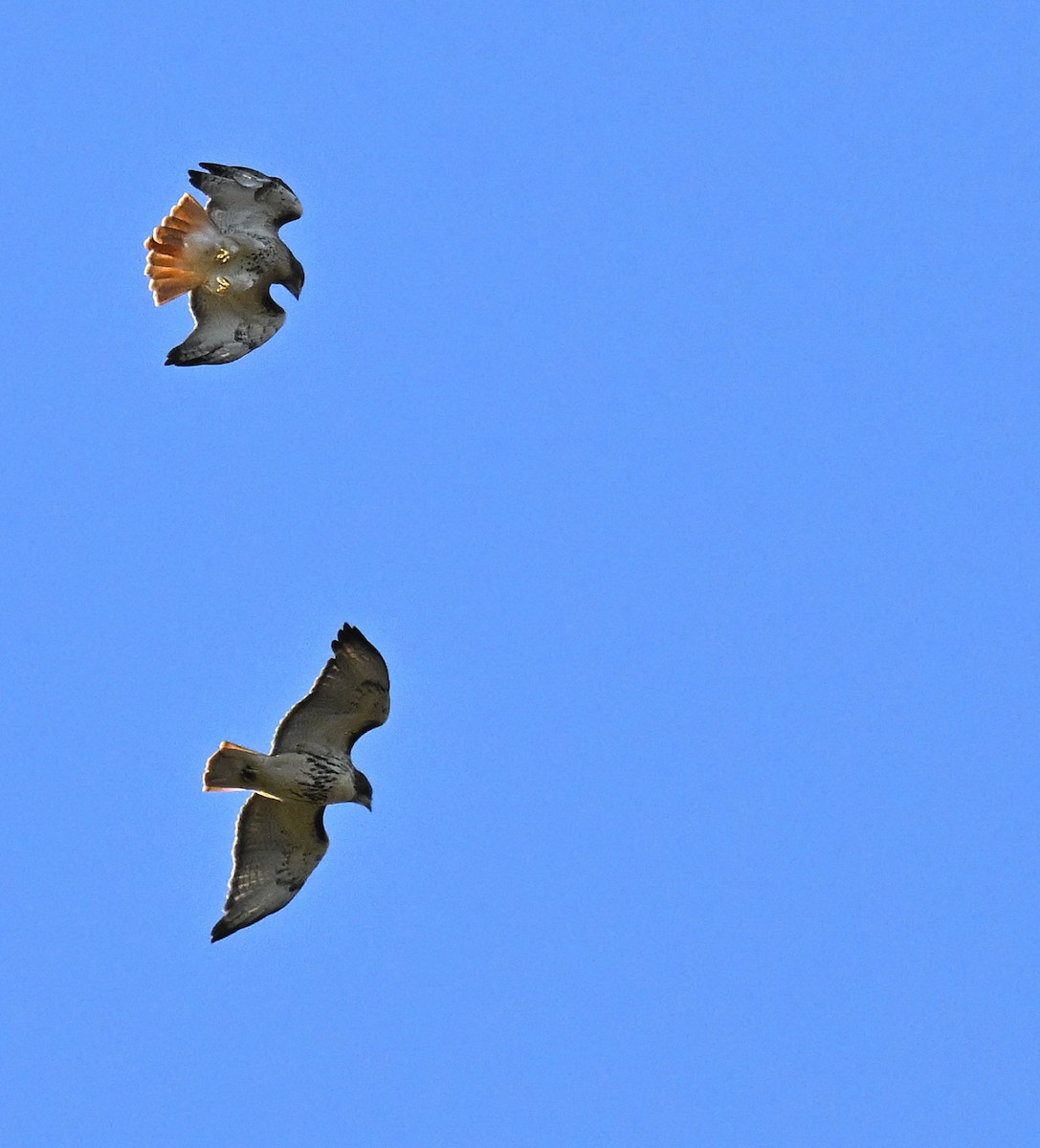 Buse à queue rousse - ML644671775