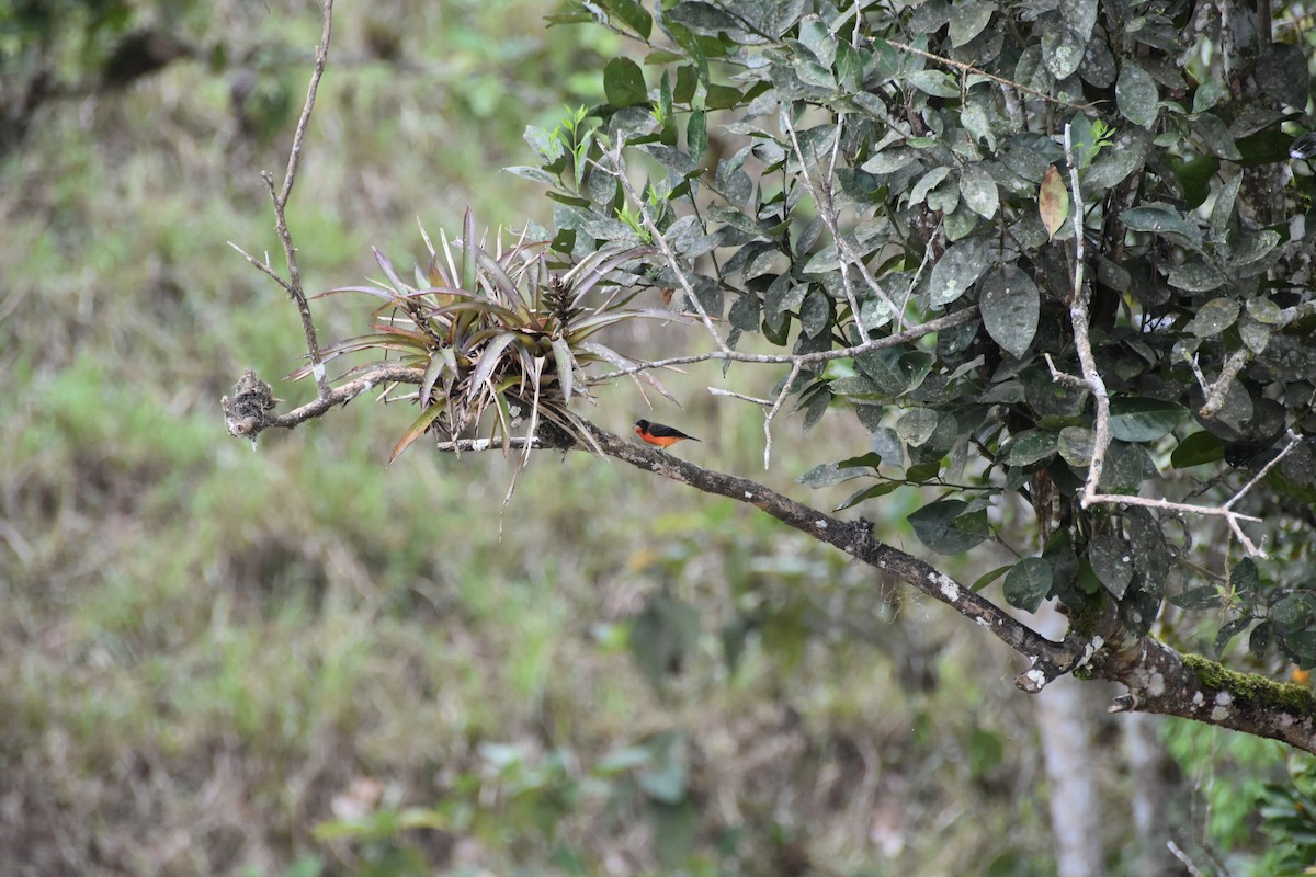 Rhodospingue ponceau - ML644671776