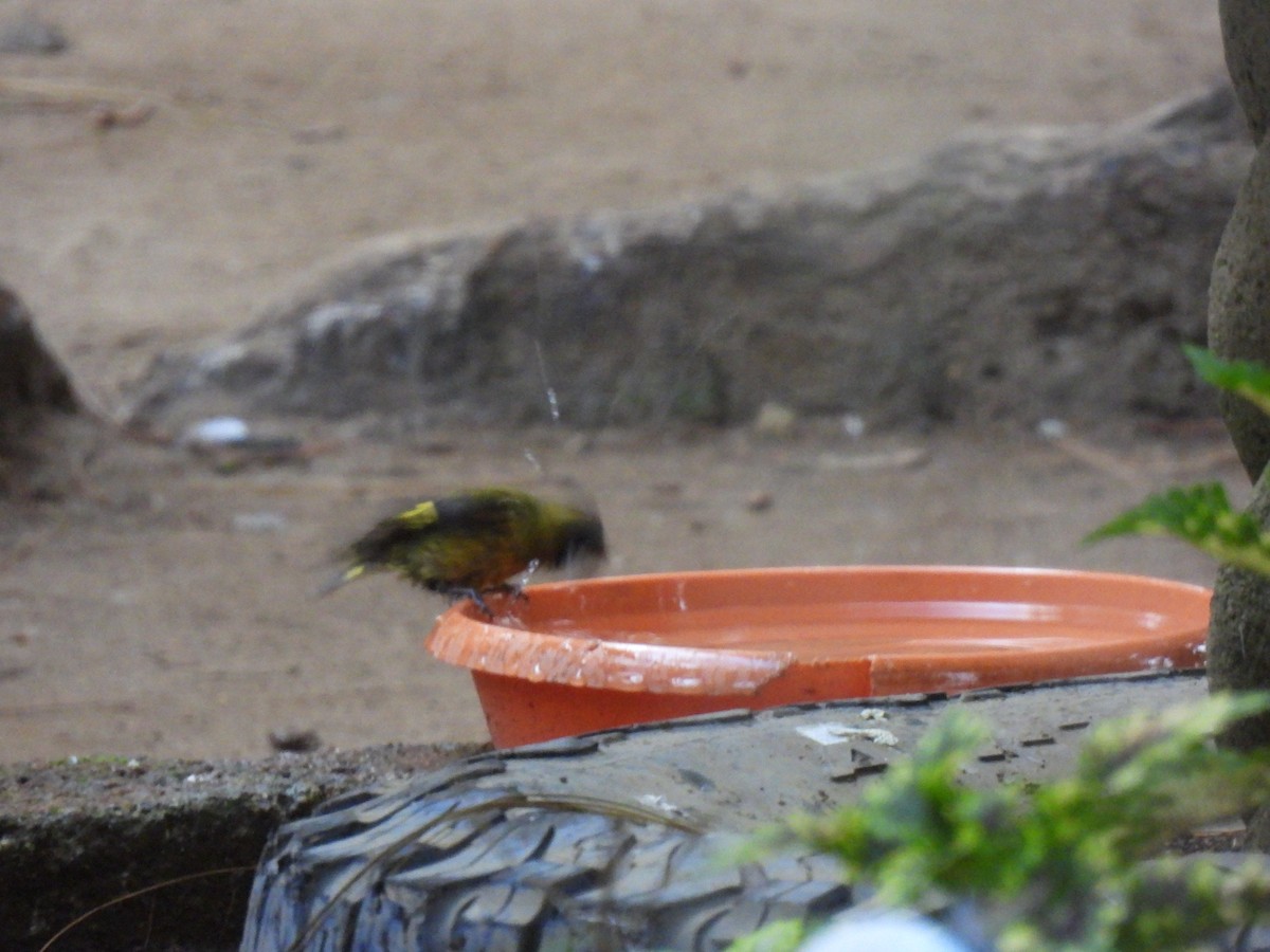 Tarin à tête noire - ML644671777