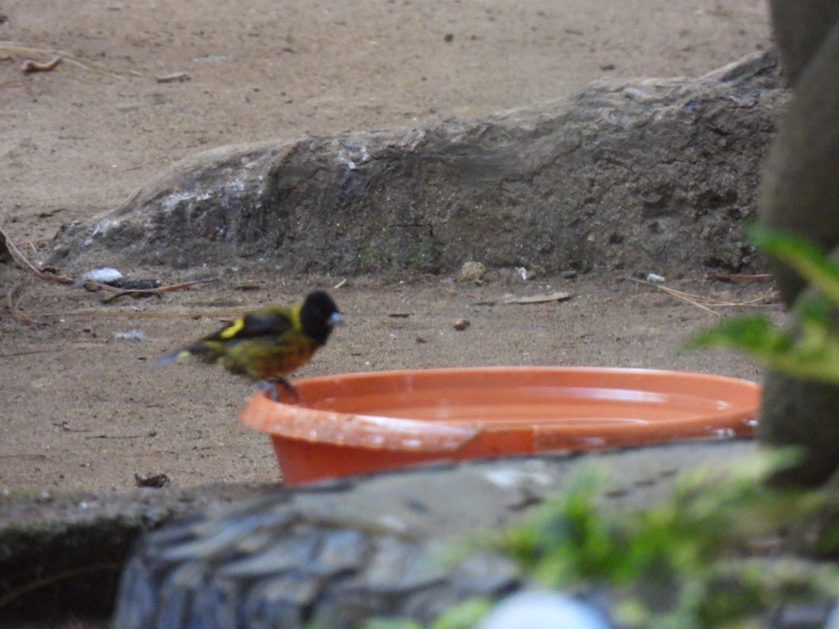 Tarin à tête noire - ML644671778