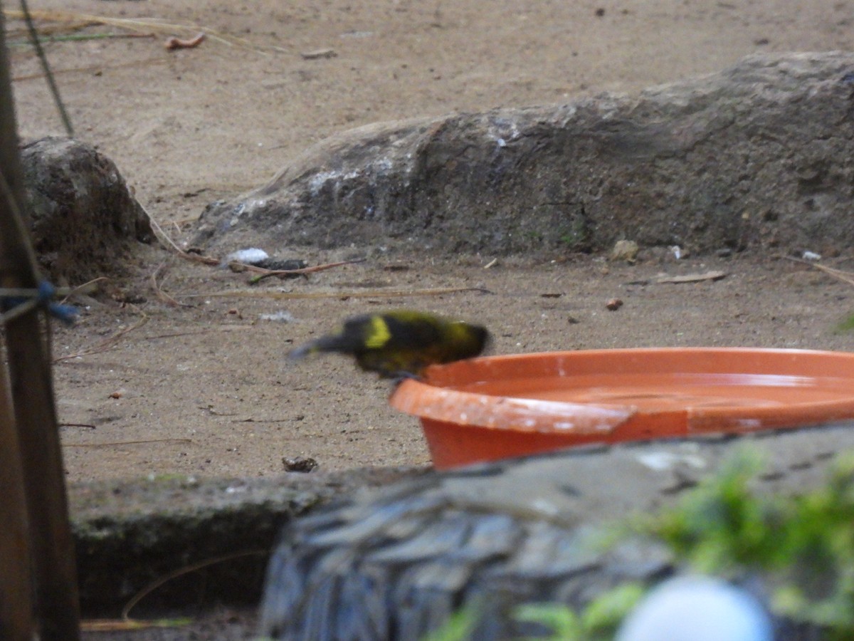 Tarin à tête noire - ML644671779