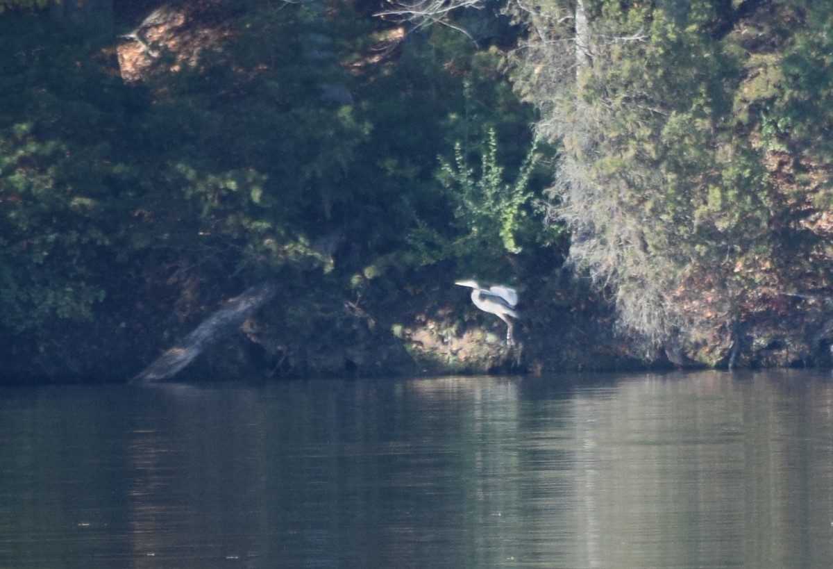 Grand Héron - ML644671780