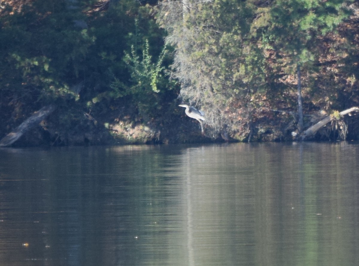 Grand Héron - ML644671781