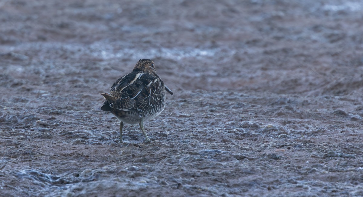 Bécassine de Wilson - ML644671782
