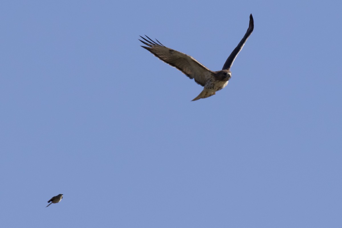 Moqueur polyglotte - ML644671785