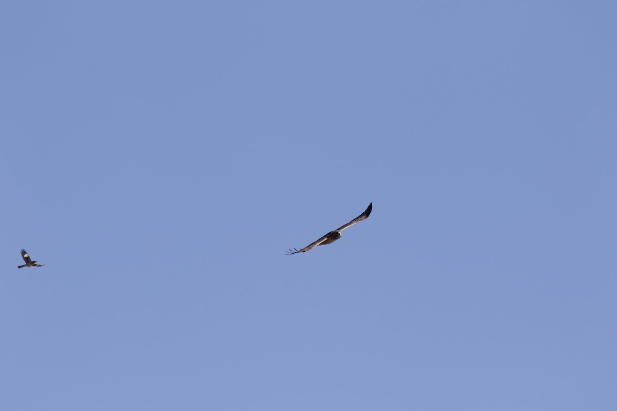 Moqueur polyglotte - ML644671786