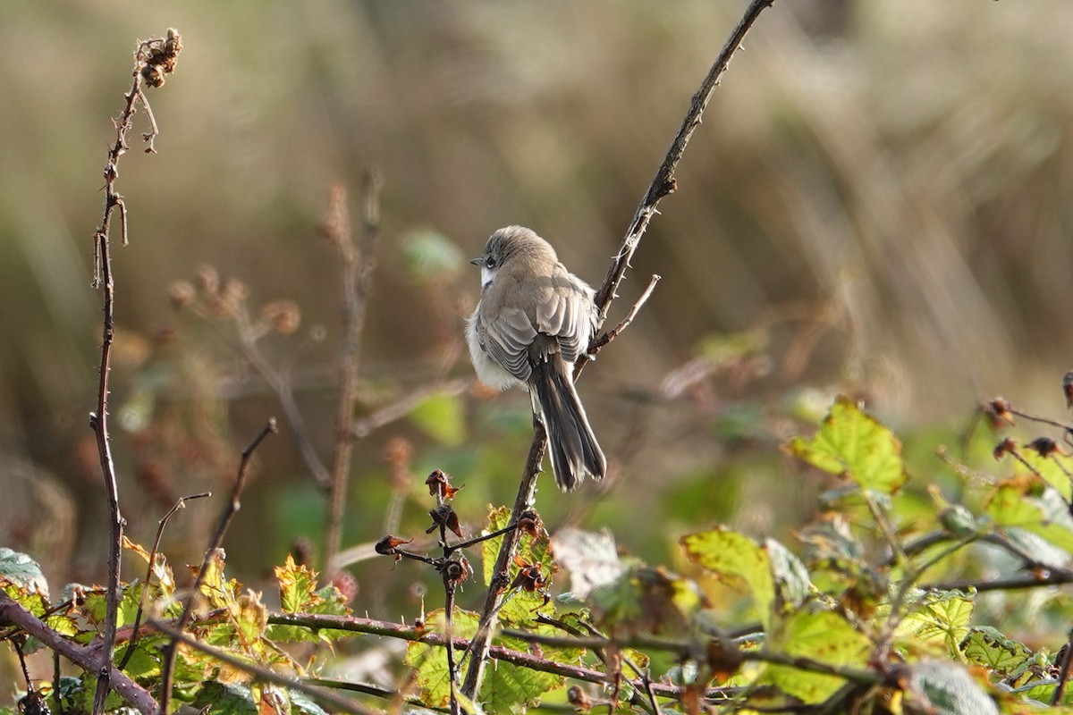 白喉林鶯 - ML644671788