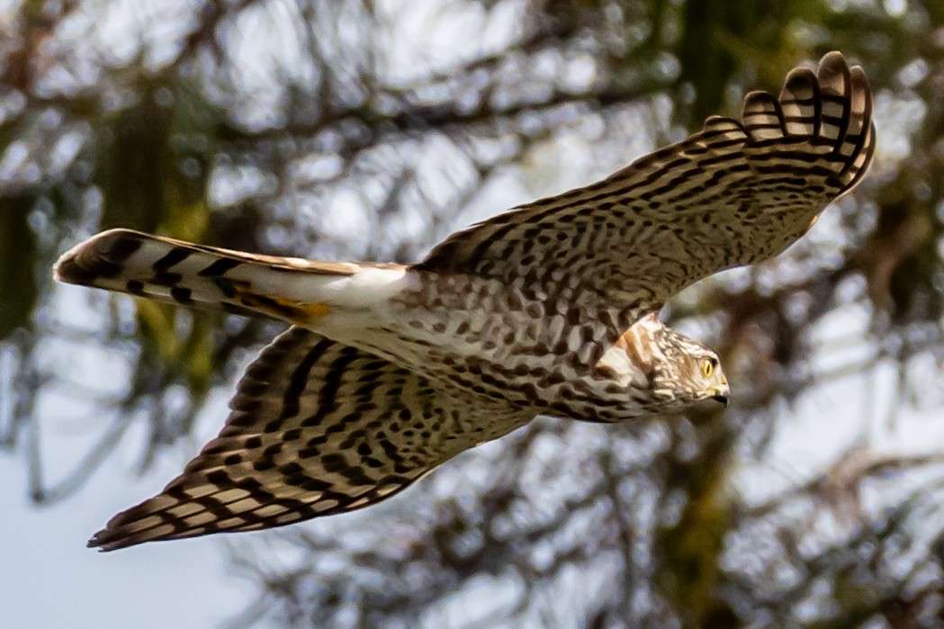 Épervier de Cooper - ML644671793