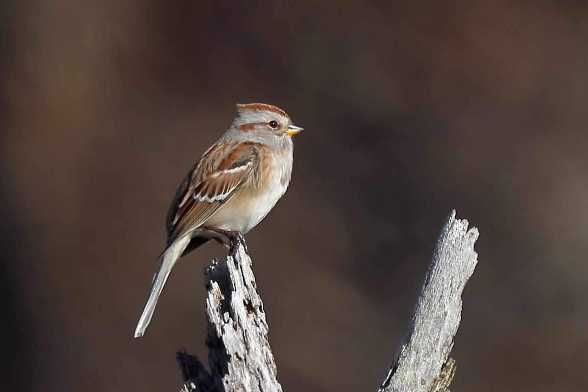 American Tree Sparrow - ML644671795