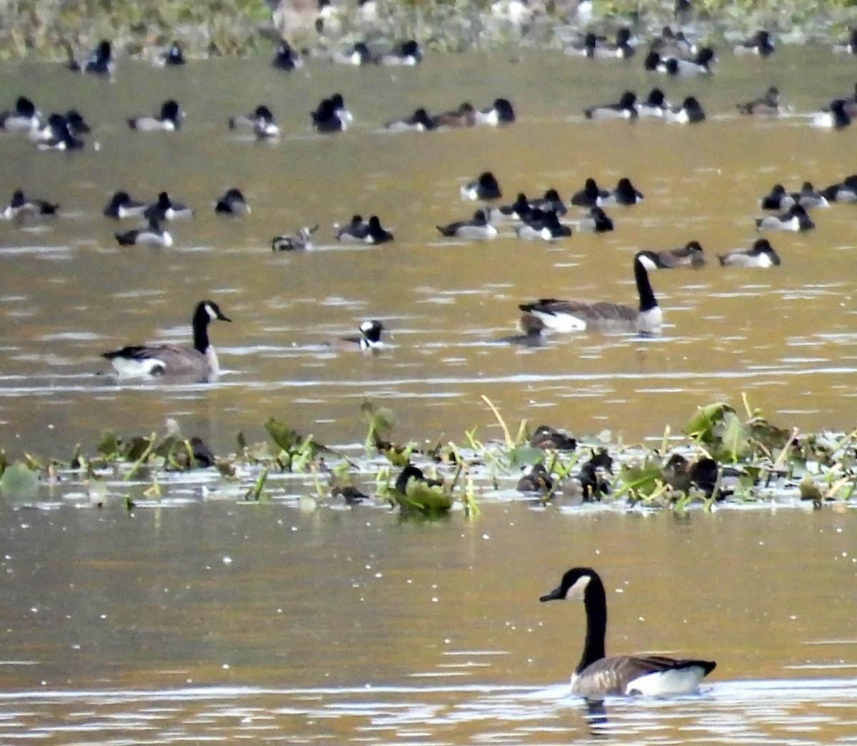 Canada Goose - ML644671807