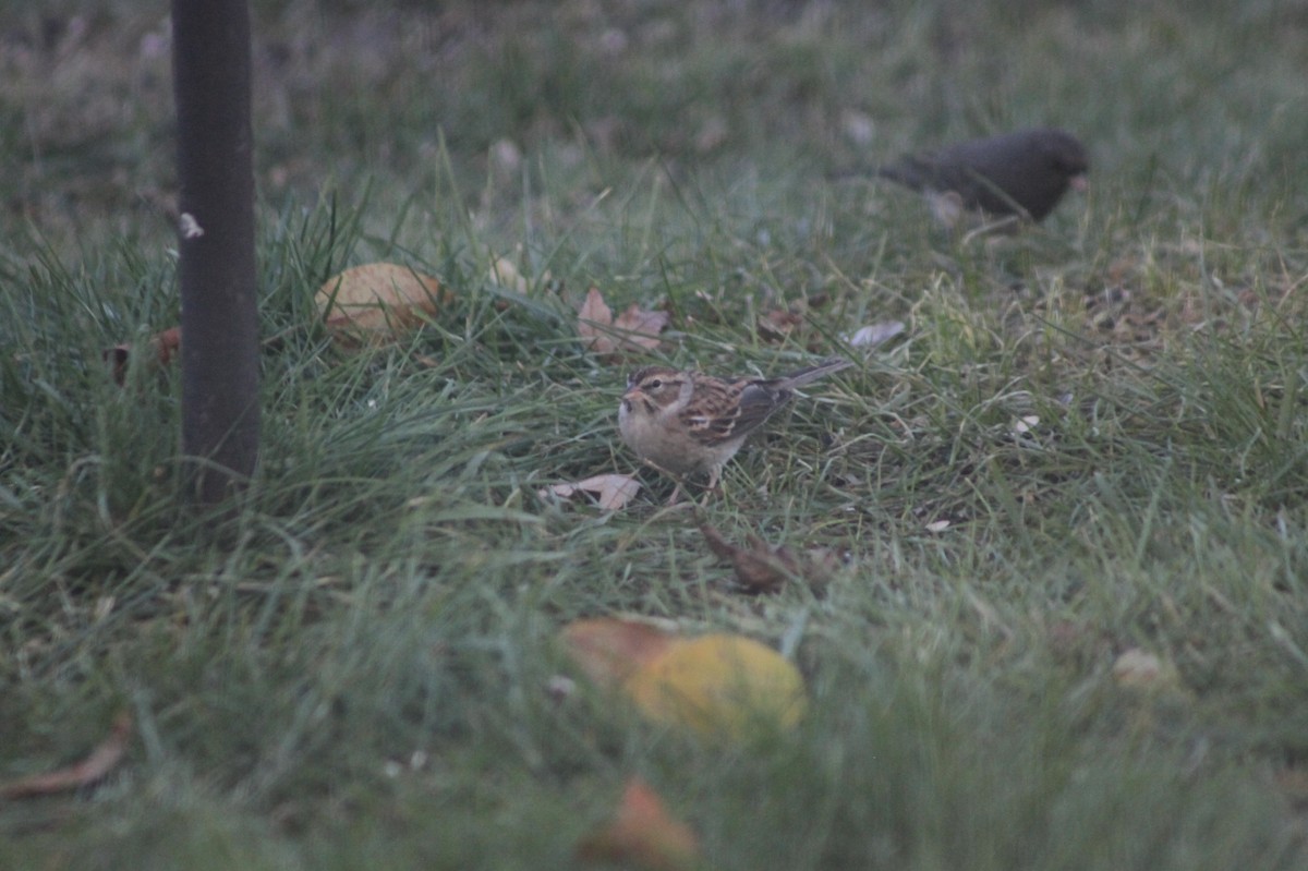 Chipping Sparrow - ML644671826